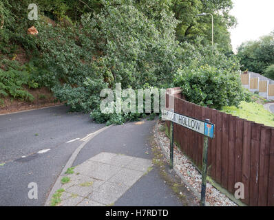 Fallen Oak tree over road at Stanley Lane junction with Brook Hollow, Bridgnorth, Shropshire Stock Photo