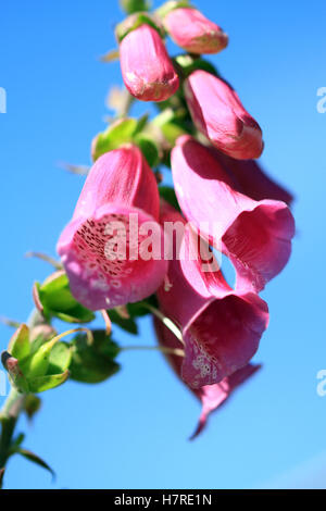 Digitalis purpurea (common foxglove), an ornamental plant, with tall spires of tapered, tubular, purple to pink or white flowers Stock Photo