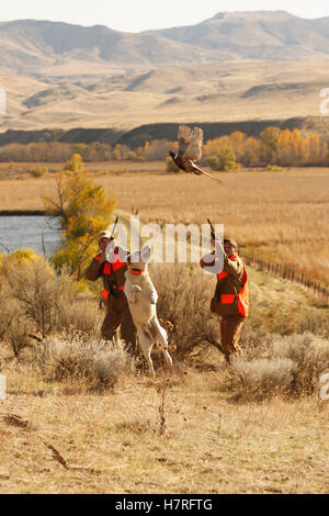 Two Upland Bird Hunters Flushing Pheasant And Lab Running After Them Stock Photo