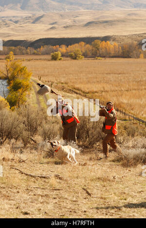 Two Upland Bird Hunters Flushing Pheasant And Lab Running After Them Stock Photo