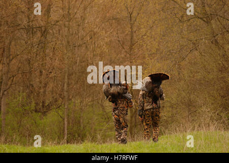 Two Turkey Hunters Walking And Carrying Dead Turkeys Stock Photo