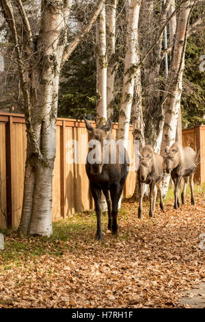 A moose (alces alces) cow and twin calves walk down the leaf covered sidewalk in West Anchorage, South-central Alaska in autumn Stock Photo