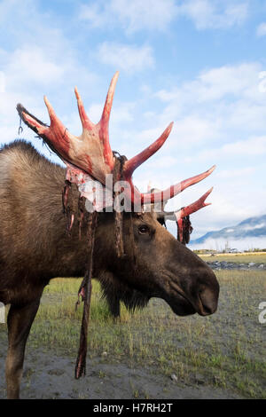 Bull moose (alces alces) just coming out of shedding its velvet and antlers look a little red, Alaska Wildlife Conservation Centre Stock Photo