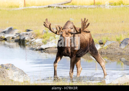 Bull moose (alces alces) wading in water towards the camera, antlers still in velvet, captive, at the Alaska Wildlife Conservation Centre Stock Photo