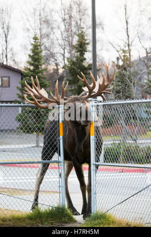 A large bull moose (alces alces) squeezes through a fence opening at the Lake Hood Elementary School yard while following another bull Stock Photo