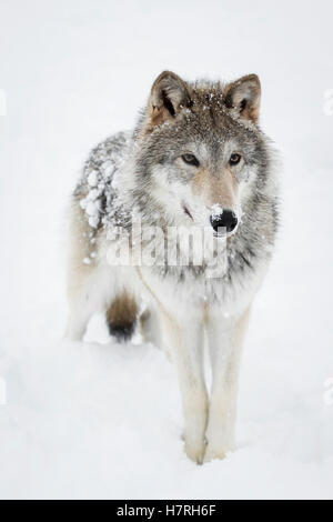 Female tundra wolf (Canis lupus albus) plays and walks around snow, captive at the Alaska Wildlife Conservation Centre Stock Photo