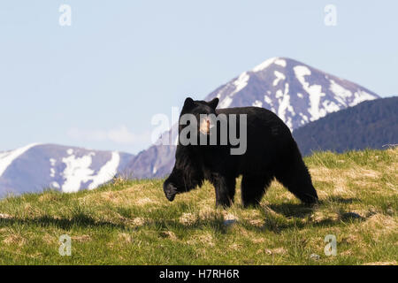 Mature Black bear (Ursus americanus) walking over grass with peaked mountains in the background, captive at the Alaska Wildlife Conservation Centre Stock Photo