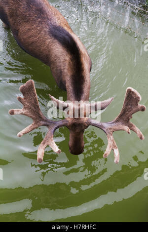 Captive Bull moose (alces alces) in pond with view of velvet covered antlers shown from above at the Alaska Wildlife Conservation Center Stock Photo