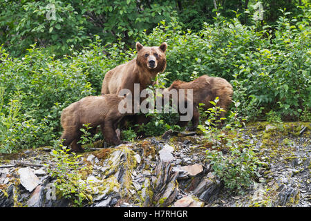 Brown bear cubs (ursus arctos) nurse from mother, Valdez area near fish hatchery at Allison Point, south-central Alaska in summertime Stock Photo