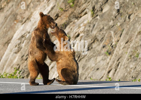 A Pair Of Brown Bear (Ursus Arctos) Cubs Play On Dayville Road While Their Mother Waits Patiently Nearby, Near Fish Hatchery At Allison Point, Sout... Stock Photo