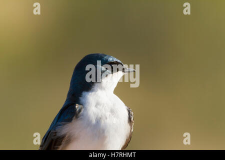 Tree swallow (Tachycineta bicolor) at Potter Marsh; Anchorage, Alaska, United States of America Stock Photo