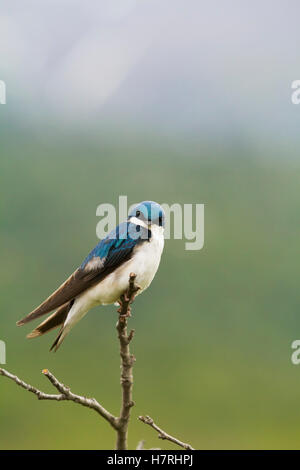 Adult Tree Swallow (Tachycineta bicolor) perches on a small limb at Potter Marsh in Southcentral Alaska; Anchorage, Alaska, USA Stock Photo