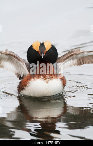 A Male Horned Grebe (Podiceps Auritus) Flaps His Wings During Spring Mating Season In The Potter Marsh Area Of South-Central Alaska, Head Is Puffed... Stock Photo