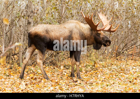 Large bull moose (alces alces) looking for cow moose in West Anchorage area in autumn, Rutting season for moose Stock Photo