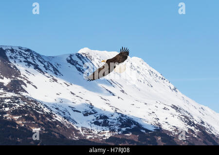 An Adult Bald Eagle (Haliaeetus Leucocephalus) Spreads It's Wings And Flies Next To Snow Covered Mountains In The Portage Valley Of South-Central A... Stock Photo