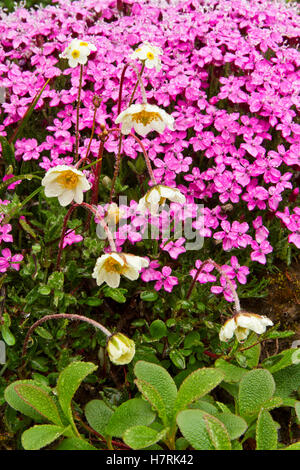 Raindrops On Anenome (Anenome Parviflora) And Moss Campion (Silene Acualis) Flowers, Reticulate Willow (Salix Reticulata) In Foreground, Brooks Ran... Stock Photo
