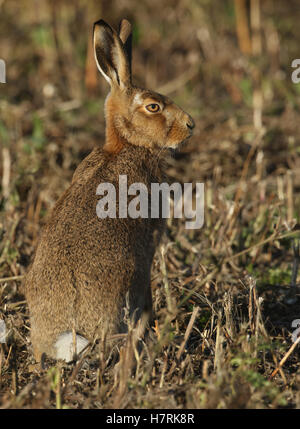 A Brown Hare (Lepus europaeus) standing in a field. Stock Photo