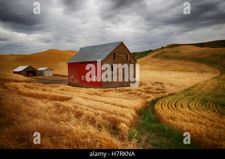 Golden wheat fields on rolling hills with a wooden barn and other farm structures; Palouse, Washington, United States of America Stock Photo