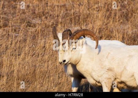 A pair of young Dall sheep (ovis dalli) rams walk side by side in the Chugach Mountains, South of Anchorage, South-central Alaska Stock Photo