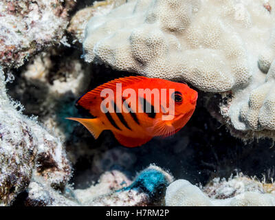 Flame Angelfish (Centropyge loricula) adjacent to lobe coral (Porites lobata)  photographed while scuba diving the Kona coast Stock Photo