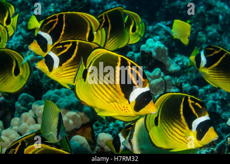 Racoon Butterflyfish (Chaetodon lunula) schooling off the Kona coast, taken while scuba diving with Jack's Diving Locker at Pawai Bay Stock Photo