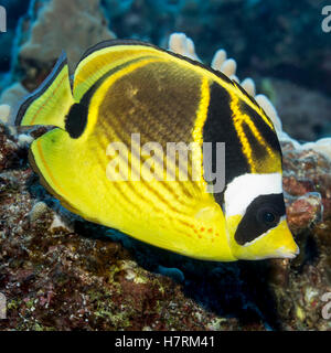 Racoon Butterflyfish (Chaetodon lunula) portrait taken underwater while scuba diving the Kona coast Stock Photo