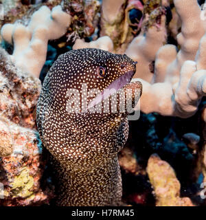 Whitemouth Moray Eel (Gymnothorax meleagris) portrait taken while scuba diving the Kona coast Stock Photo