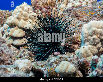 Banded sea urchin (Echinothrix calamaris) surounded by lobe coral (Porites lobata) on a coral reef off the Kona coast Stock Photo