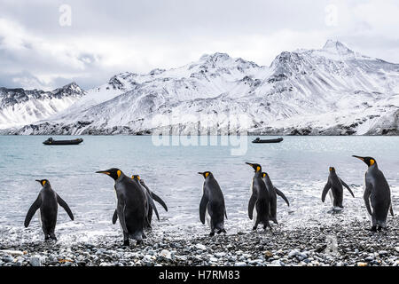 King penguins (Aptenodytes patagonicus) walking into the water and zodiacs moored in the water along the coast Stock Photo