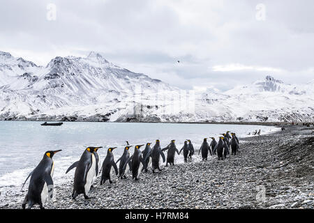 King penguins (Aptenodytes patagonicus) walking in a row along the water's edge and a zodiac moored in the water along the coast Stock Photo