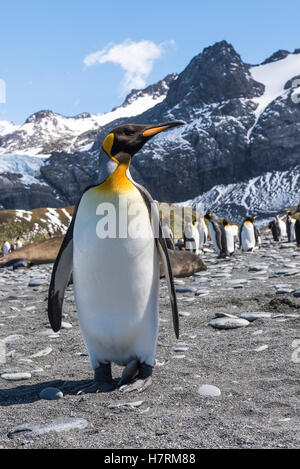 King penguin (Aptenodytes patagonicus) colony on a beach with elephant seals (Mirounga Leonina) Stock Photo