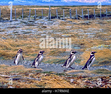 Magallanes Region, Chile. 22nd Feb, 2003. Magellanic penguins (Spheniscus magellanicus) on the march at the Otway Sound Penguin Reserve in Chile, 40 miles (65km) from Punta Arenas. A popular tourist attraction, the penguins return there each year for the mating season. They were named after Portuguese explorer Ferdinand Magellan, who spotted the birds in 1520. © Arnold Drapkin/ZUMA Wire/Alamy Live News Stock Photo