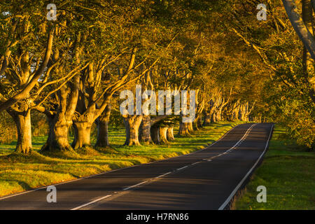 Wimborne, Dorset, UK. 7th Nov, 2016. UK Weather. Late afternoon golden autumn sunshine illuminates the iconic beech tree venue along the B3082 Blandford Road at Badbury Rings near Kingston Lacy at Wimborne in Dorset. The avenue of trees is maintained by the National Trust but is gradually being replaced by a new avenue of trees further away from the edge of the road due the age of the trees making them brittle and dangerous. The image was taken from a public right of way.  Credit:  Graham Hunt/Alamy Live News Stock Photo