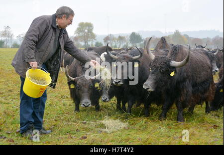 Organic farmer and Yak breeder Hans Rueffer feeds his Yak 'Nano' on a pitch near Schluechtern, Germany, 25 October 2016. Rueffer has specialized in selling Asian Highland cattle. Photo: Jörn Perske/dpa Stock Photo
