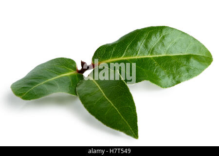 Three bay leaves isolated on white. Stock Photo