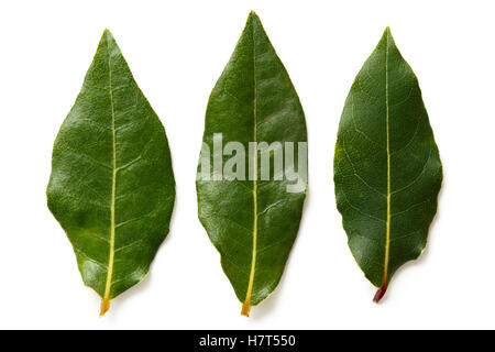 Three bay leaves isolated on white from above. Stock Photo