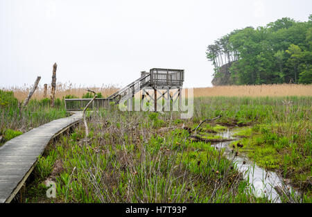 A leaning fallen tree with exposed roots lies along a sandy shoreline as small waves wash in at Westmoreland State Park, Virginia. Stock Photo