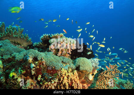 Colorful Coral Reef against Blue Water. Gam, Raja Ampat, Indonesia Stock Photo
