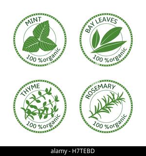 Set of herbs labels. 100 percent organic. Greenery collection. Vector illustration. Rosemary, mint bay leaves thyme Stock Vector