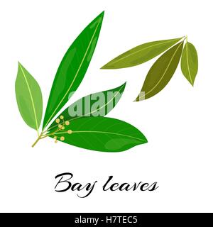 Raw and dried bay leaves. Colored vector Stock Vector