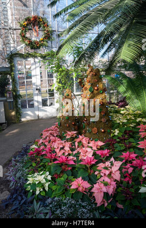 Tropical plants arranged in a Christmas display at Allan Gardens in Toronto, a municipally owned greenhouse and conservatory. Stock Photo