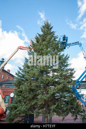 Workers using elevated platforms to decorate the 52 foot spruce Christmas tree on display in the Distillery area of Toronto Stock Photo