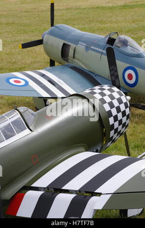 Hawker Sea Fury and P-47 Thunderbolt, Large scale model aircraft at RAF Cosford Airfield Stock Photo