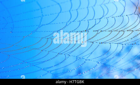 Water drops on spider web over blue sky background. Spider web with morning dew drops. Stock Photo