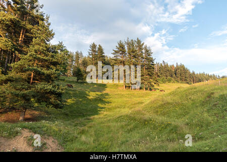 Horses grazing on a grassy sloped pasture next to a forest Stock Photo