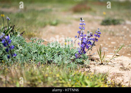 A closeup of violet wildflowers Stock Photo