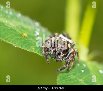 A zebra jumping spider, Salticus scenicus, waiting for prey on a dew-covered plant. Stock Photo