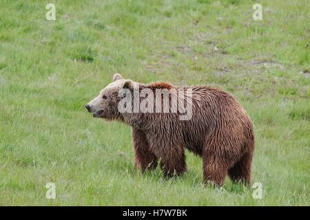 Brown bear in the nature Stock Photo