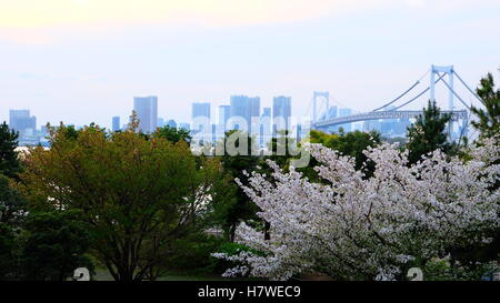 Rainbow Bridge cityscape in Odaiba, Japan, with sakura cherry blossom in spring Stock Photo