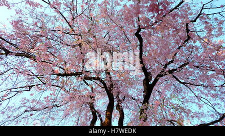 Majestic, beautiful full bloom pink sakura cherry blossom tree in spring, Japan Stock Photo